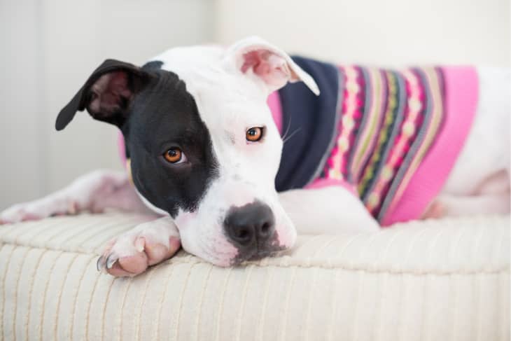 Bull terrier 2024 in apartment