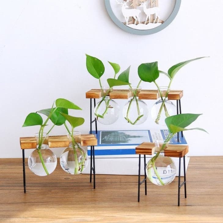 The Best Plant Propagation Stations to Buy Online | Apartment Therapy