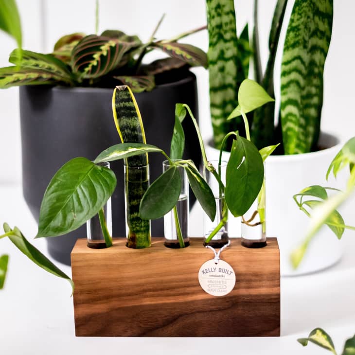 The Best Plant Propagation Stations to Buy Online | Apartment Therapy