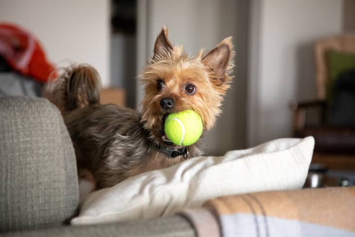 31 Good Apartment Dogs - Best Dog Breeds for Small Homes | Apartment ...