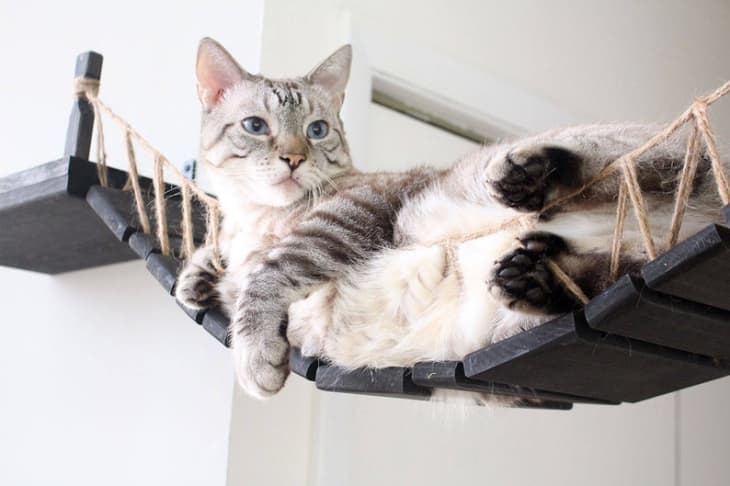 Etsy Custom Cat Furniture Roped Bridge | Apartment Therapy