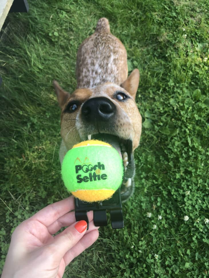 Tennis ball 2025 dog selfie