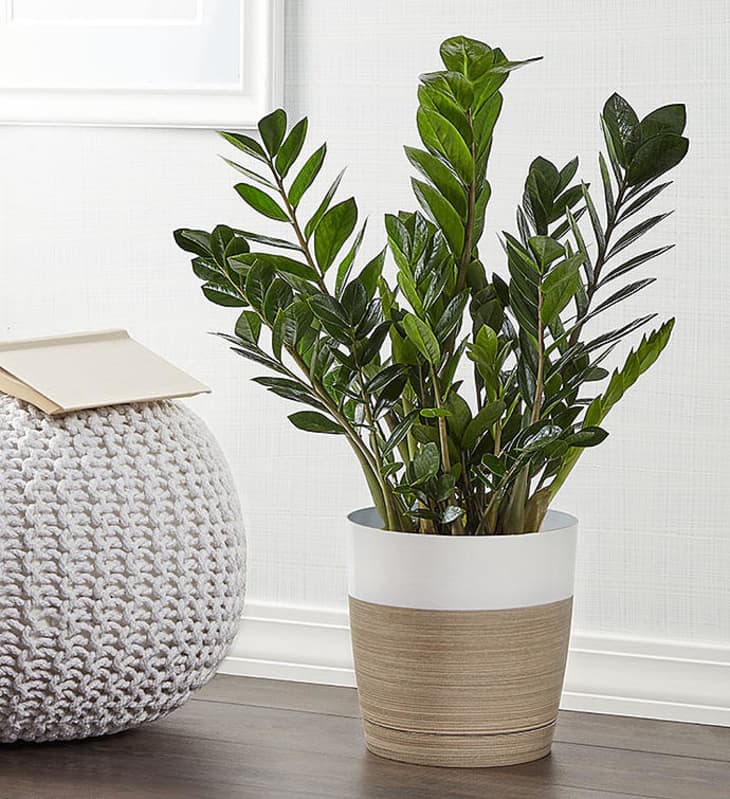 Plants Shop Popular Houseplants 1800Flowers.com | Apartment Therapy