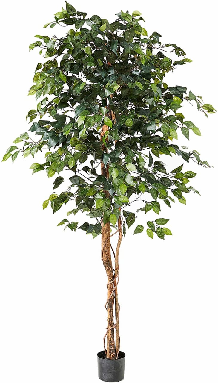 Affordable Fake Ficus Tree Amazon  Apartment Therapy