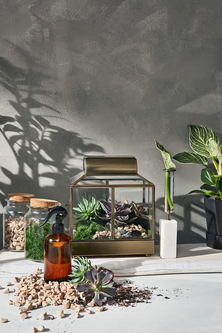 Hilton Carter Plant Collection at Target Apartment Therapy