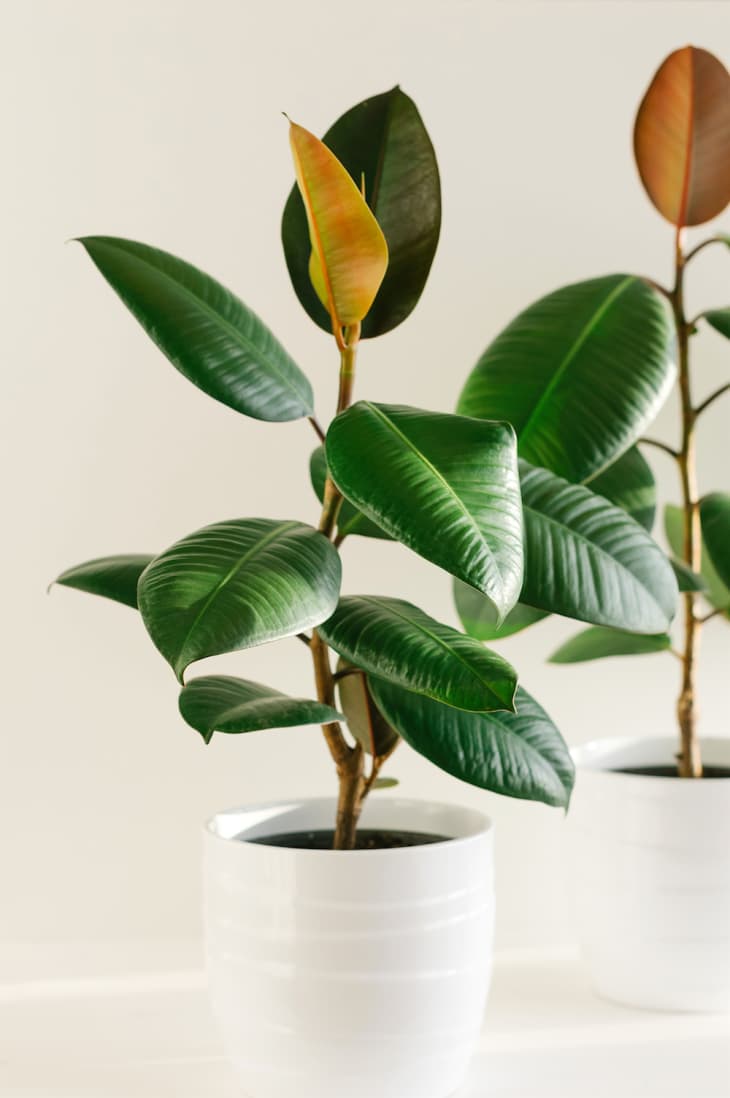 Royal Family-Favorite Houseplants, Per SaveOnEnergy | Apartment Therapy