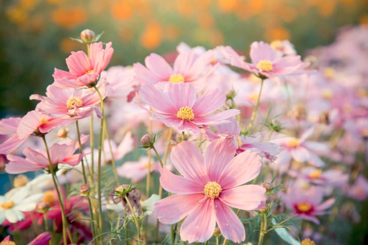 The Best Autumn Flowers To Help Bees, According To Experts | Apartment ...