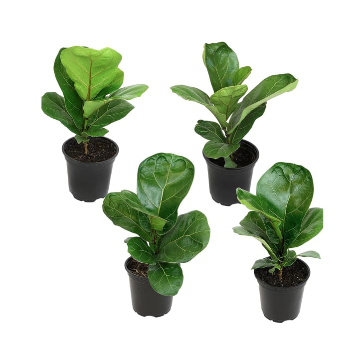 Aldi Is Selling 7 Fiddle Leaf Figs Apartment Therapy