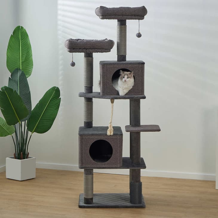 Catch of the hot sale day cat tree