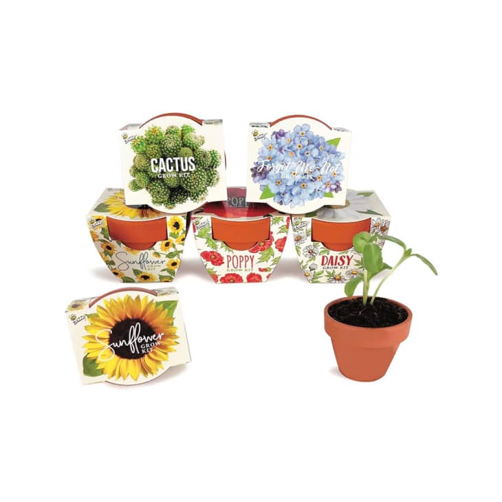 Exciting Dollar General Flower Pots Images