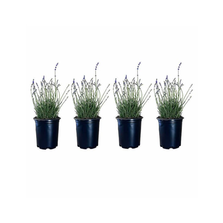 Costco Is Selling Lavender Plants for 16 Apartment Therapy