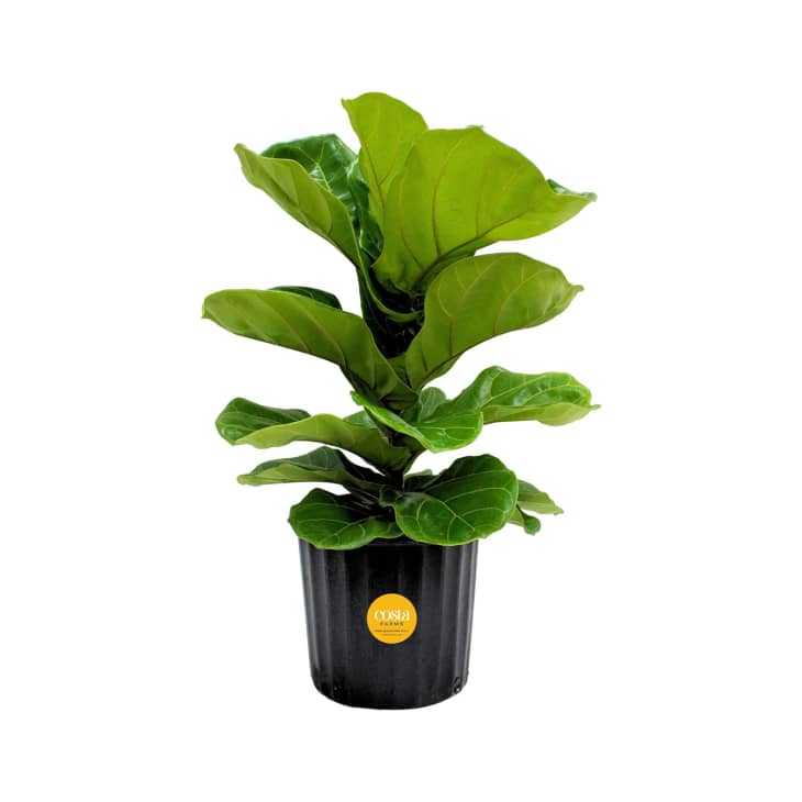 Costco’s Fiddle Leaf Fig Trees Are Just 35 Apartment Therapy