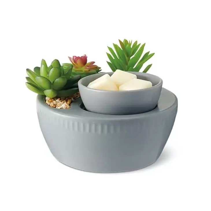 Aldi's 13 Succulent Wax Warmer Doubles as a NoFuss Plant Apartment