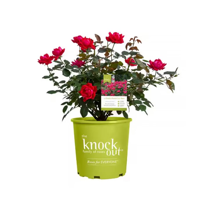 Costco’s Selling True Bloom Rose Bushes for $25 | Apartment Therapy