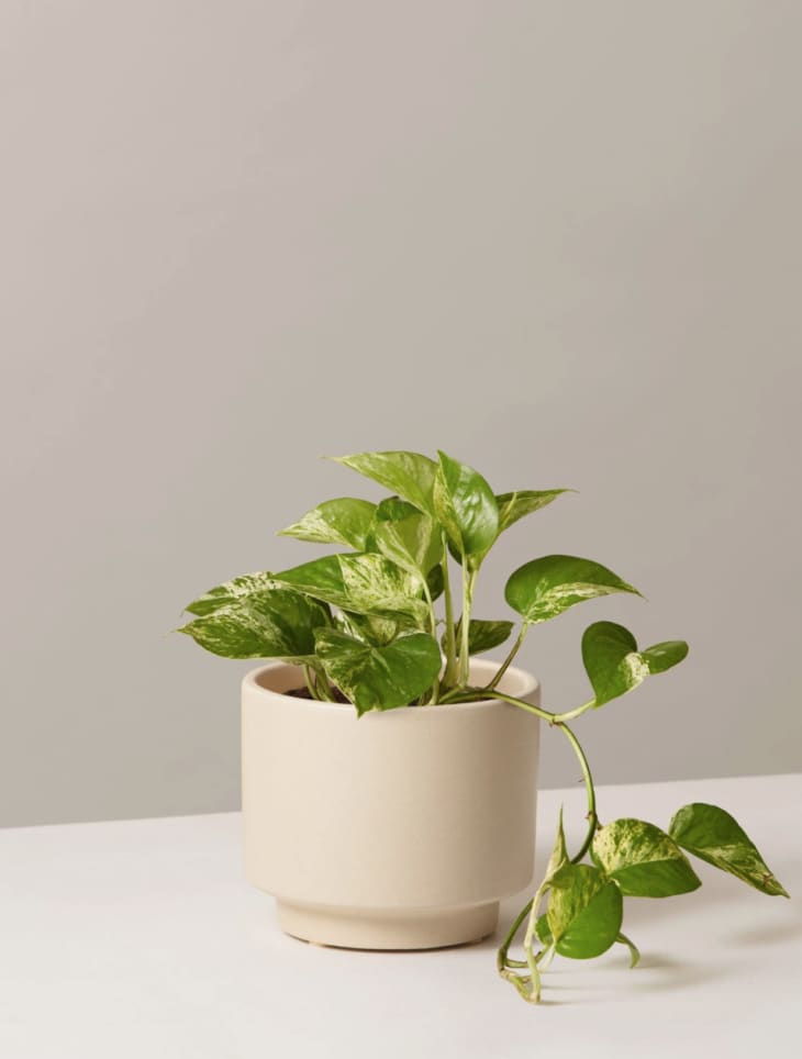 The Sill Has Early Black Friday Deals On Houseplants | Apartment Therapy