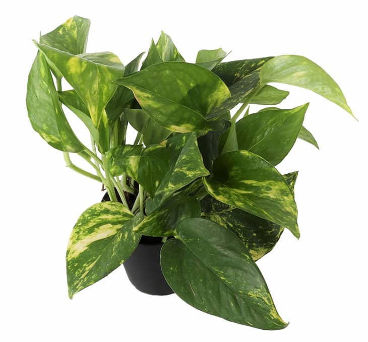 Amazon Is Having a Sale on Live Plants The Kitchn