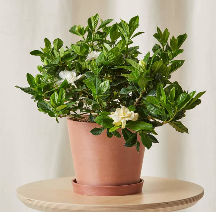 Bloomscape Launches New Collection of Colorful Outdoor Plants ...