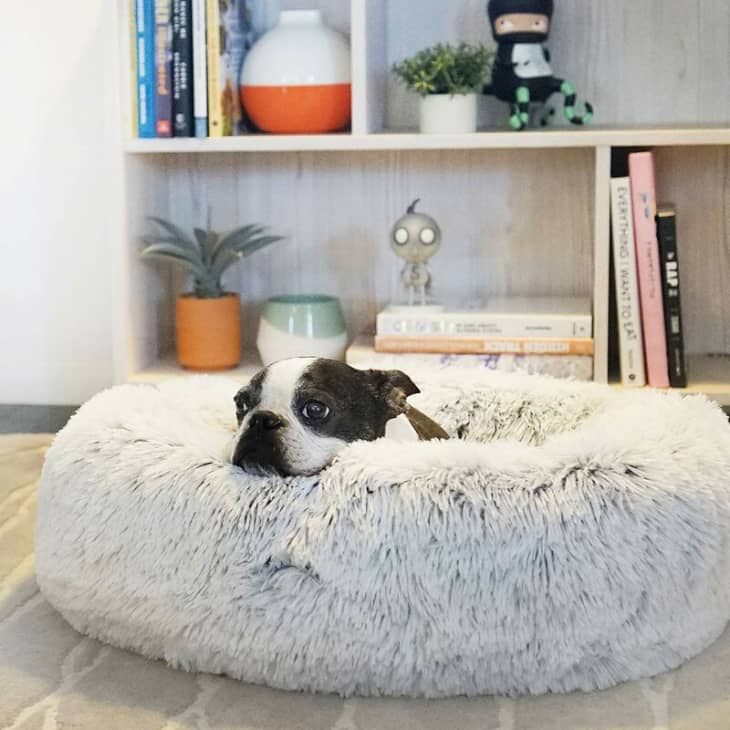 Simple Adopt A Dog For Apartment for Simple Design