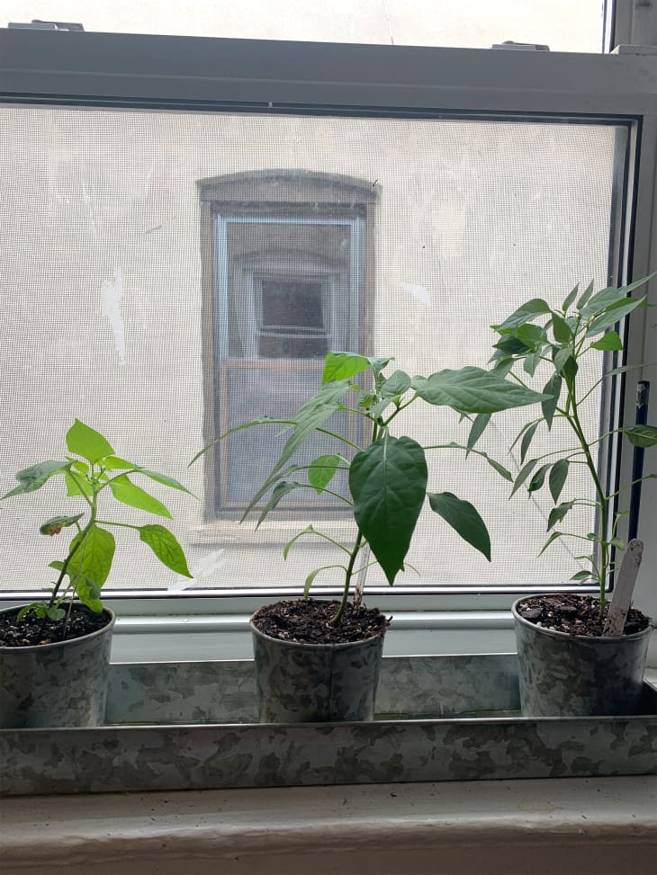 I Love Buying Burpee Plants — Here’s Why Apartment Therapy