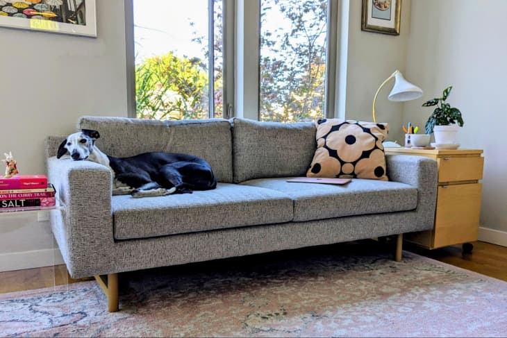 Eddy shop 82 sofa