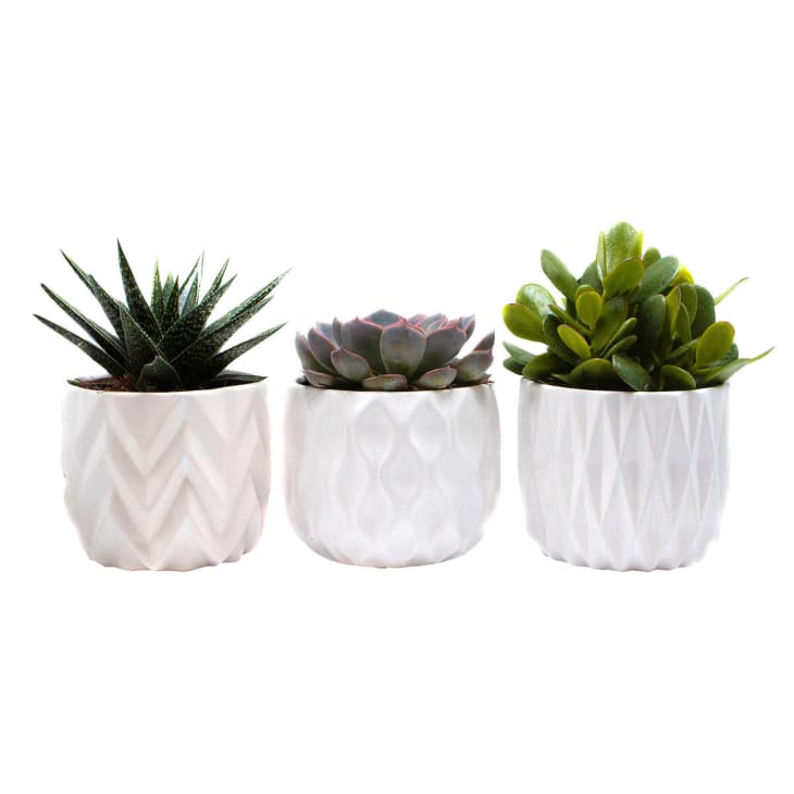 These $20 Succulents are What Your Living Room is Missing | Apartment ...