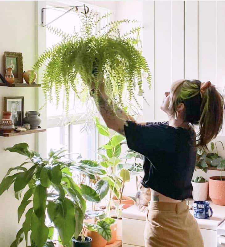 How To Keep Your Houseplant Collection From Looking Cluttered 