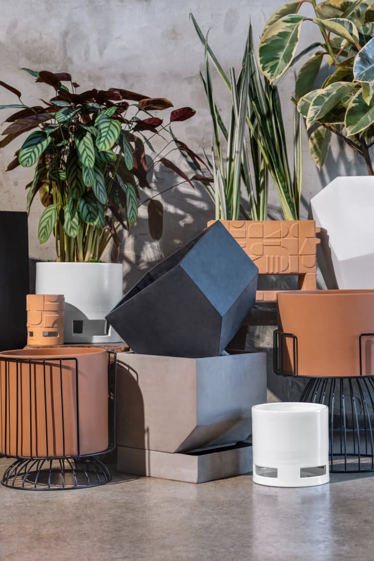 Plant Expert Hilton Carter Target Are Launching Another Collection for Spring Apartment Therapy