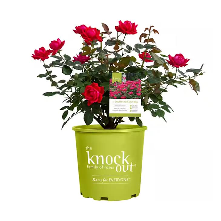 Grab Aldi’s $10 Rose Bush for the Best Valentine’s Day Gift | Apartment ...