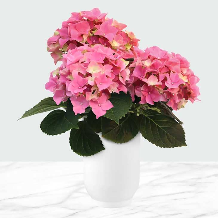 Costco Is Selling the Cutest $22 Potted Hydrangeas | Apartment Therapy