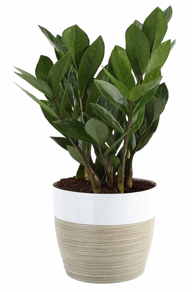 Amazon Is Having a Sale on Live Plants The Kitchn