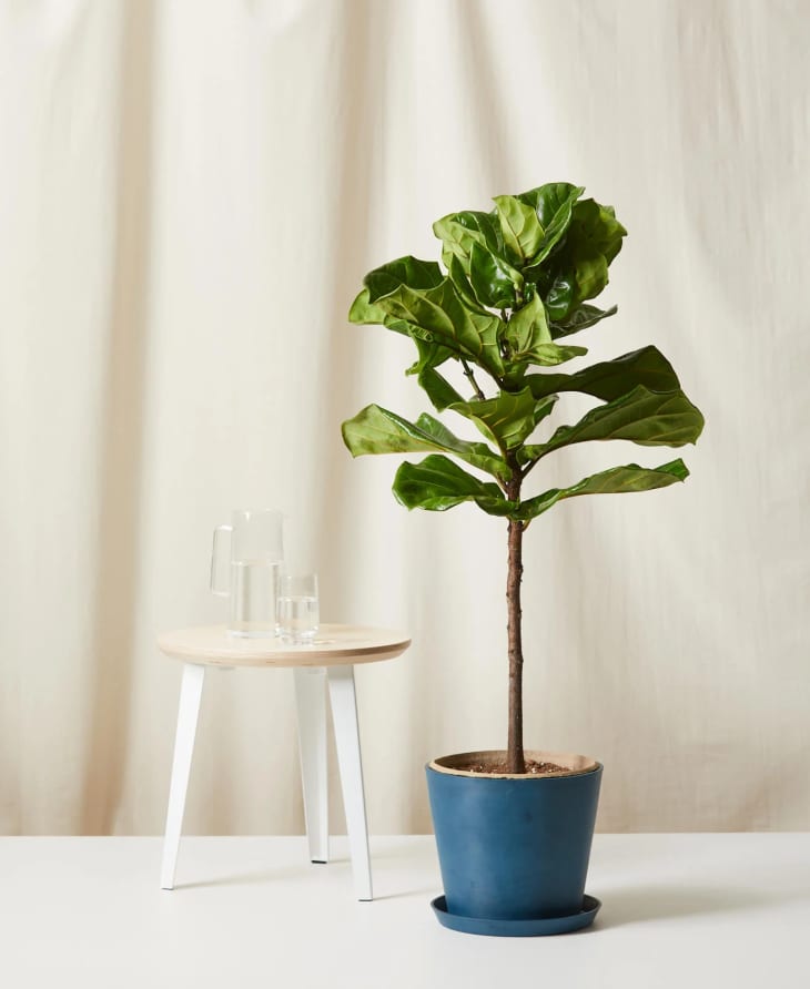 Black Friday Houseplant Deals 2020 - Amazon, The Sill | Apartment Therapy