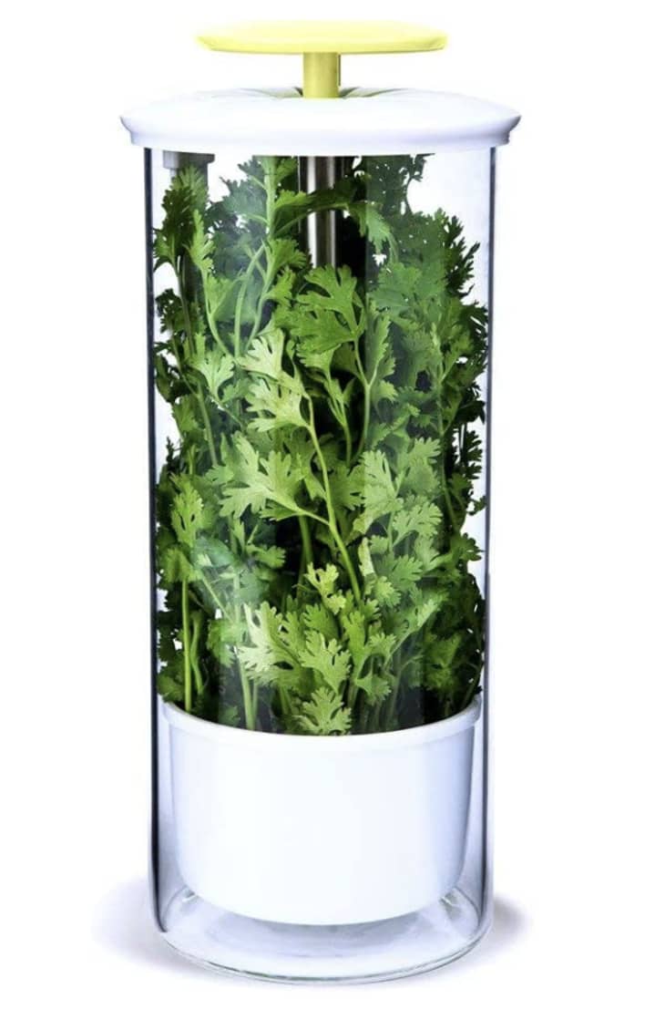 Say Goodbye to Slimy Herbs With This Handy Little Container The Kitchn