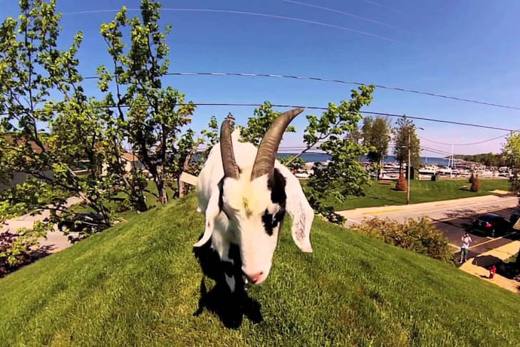 Goats on the Grassy Roof of Al Johnson’s Swedish Restaurant &amp; Butik