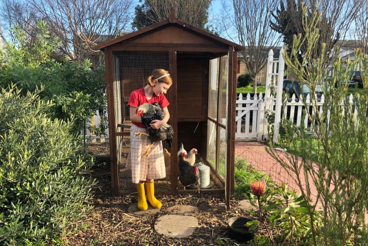Little girl standing by chicken coop holding a chicken