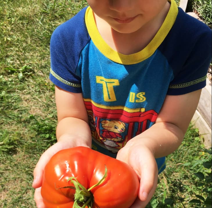 young child with tomato plant