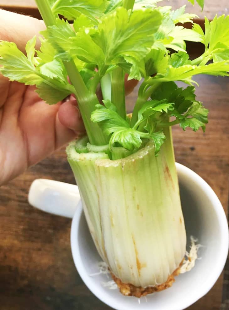 celery stem growing