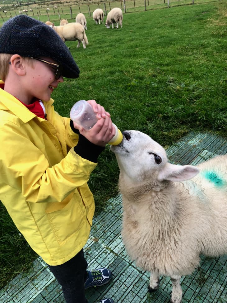 Boy in yellow coat feeding a sheep
