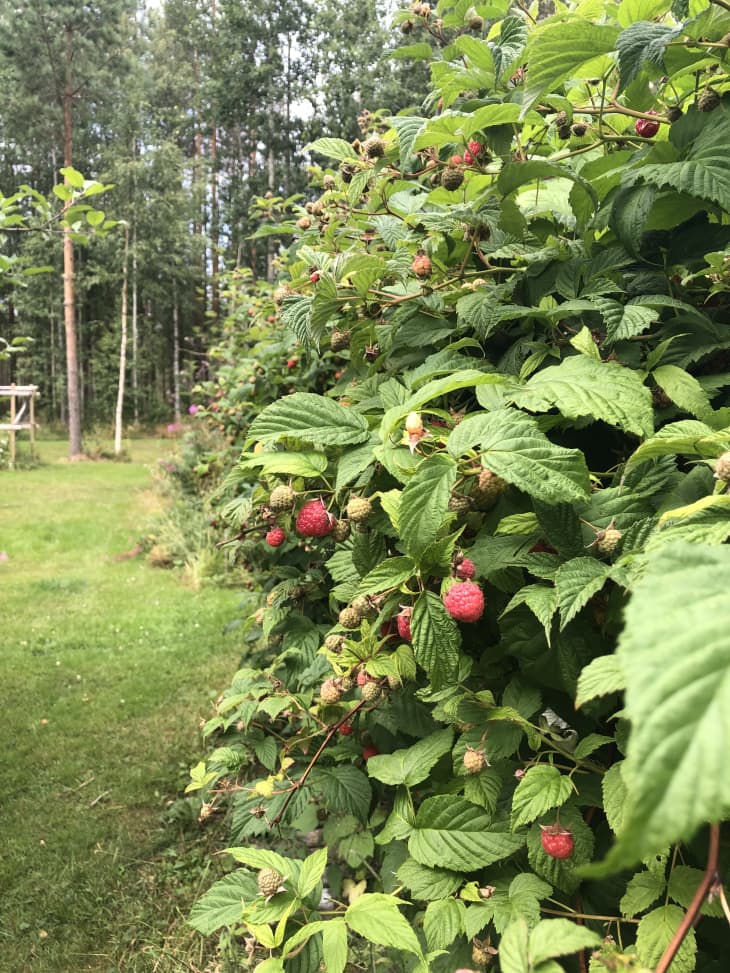 raspberry bushes