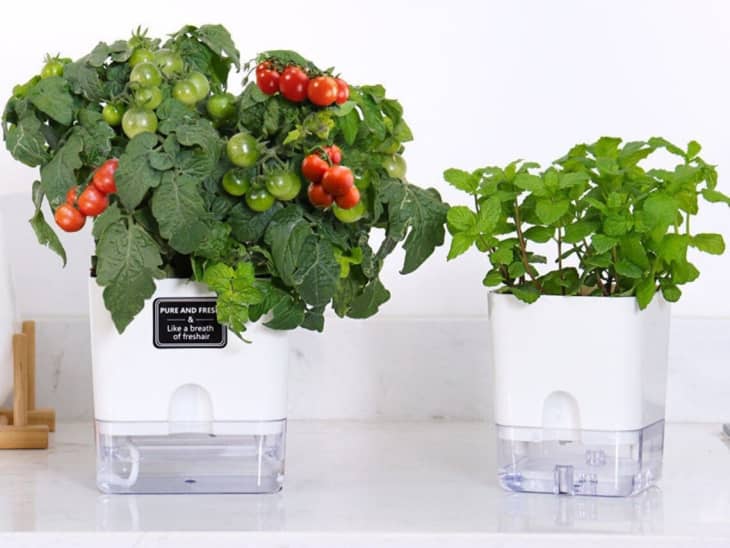 Product Image: Automatic Watering Pot