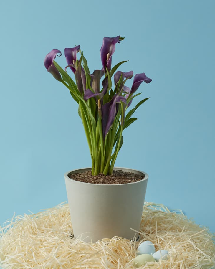 Product Image: Calla Lily Purple