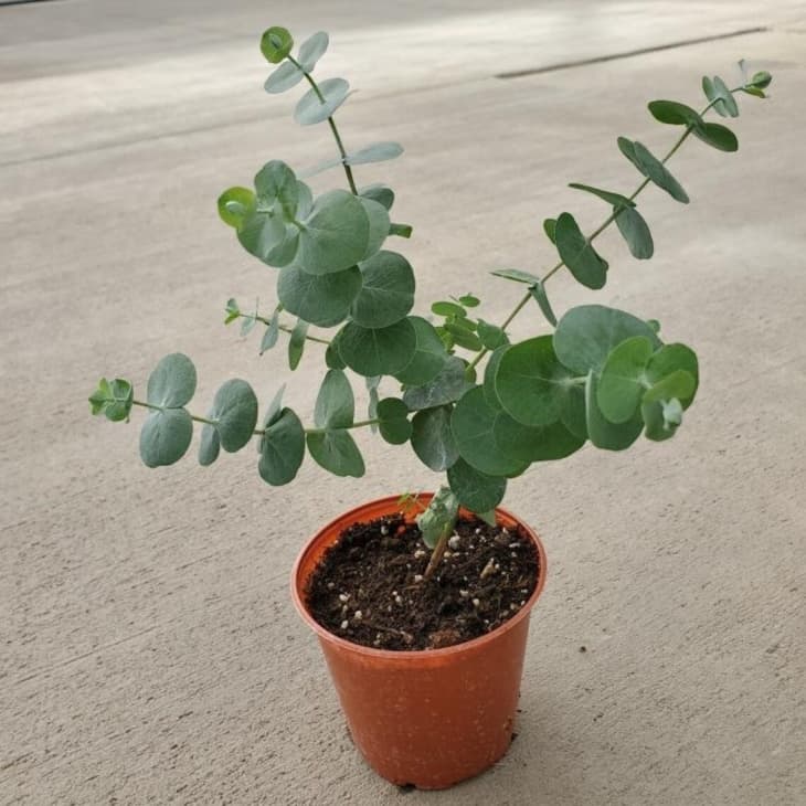 Eucalyptus Plant at Etsy