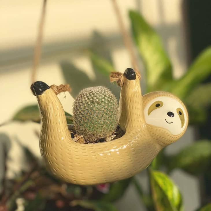 Hanging Sloth Succulent Planter at Amazon