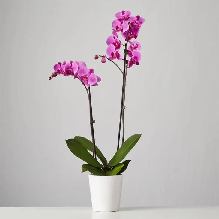 Product Image: Large Phalaenopsis Orchid