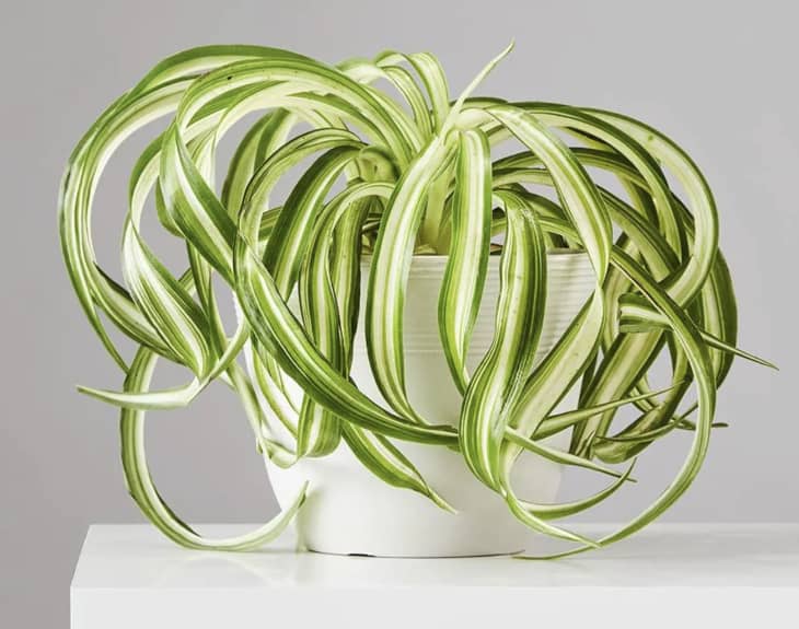 Spider Plant, Small at Plants.com