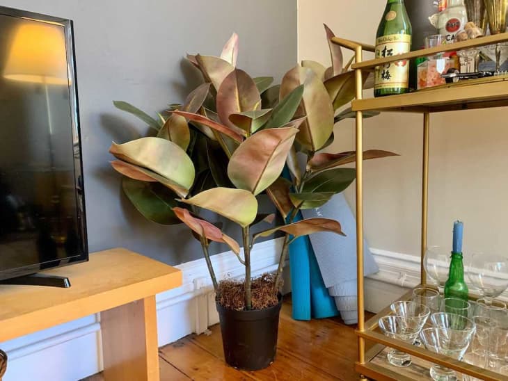 The Sill's New Faux Plants Are the Best We've Seen