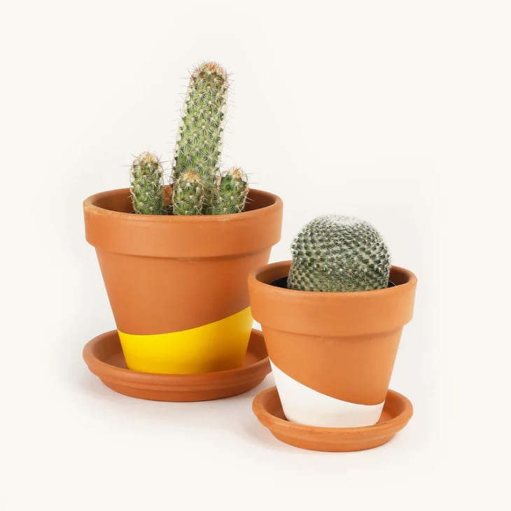 Product Image: Succulents