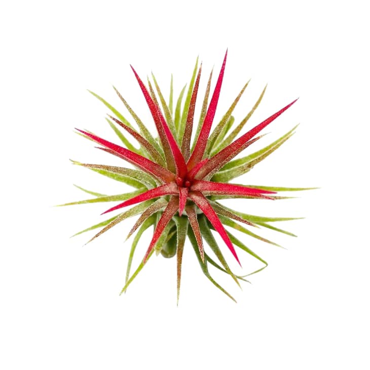 Product Image: Air Plant