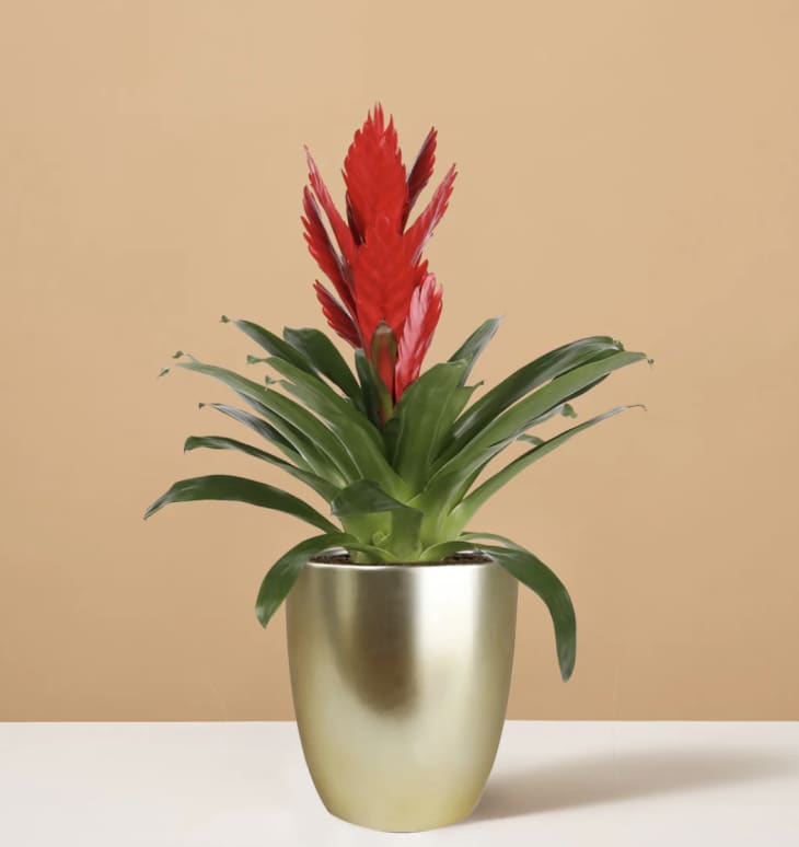 Product Image: Bromeliad Vriesea Intenso Red
