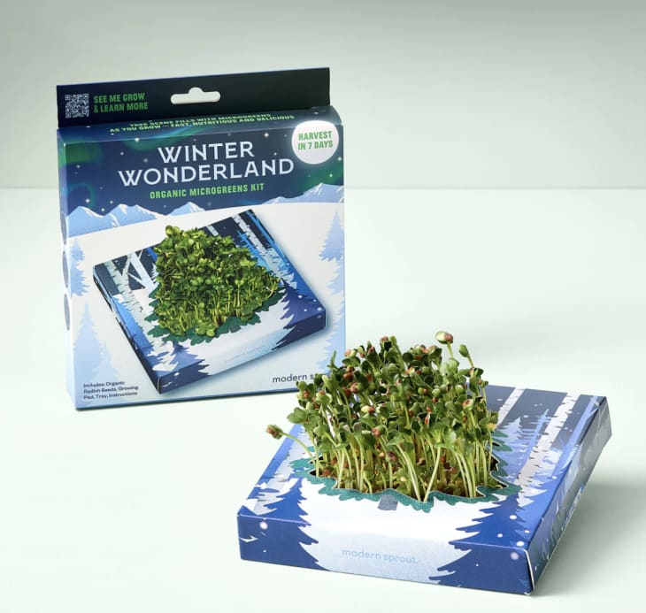 Winter Wonderland Microgreens Kit at The Sill