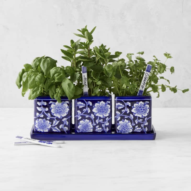 Product Image: Blue & White Herb Starter Set